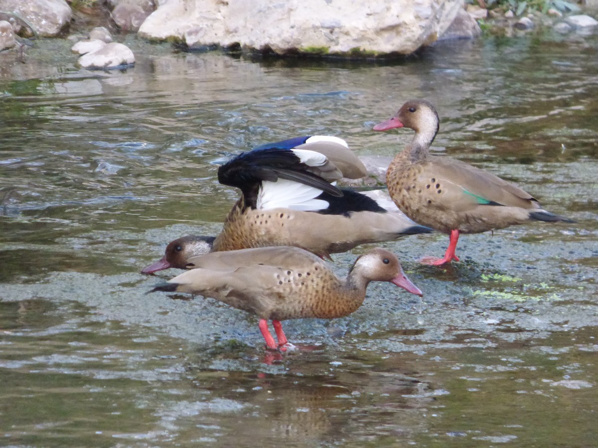 Brazilian Teal - Mateo  Tapia Vargas