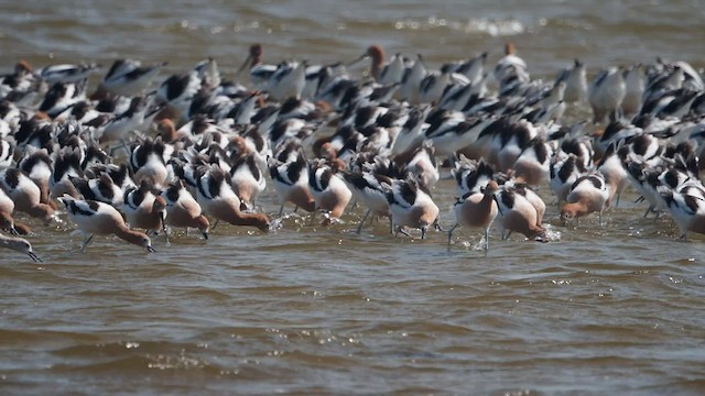 Avocette d'Amérique - ML464929881