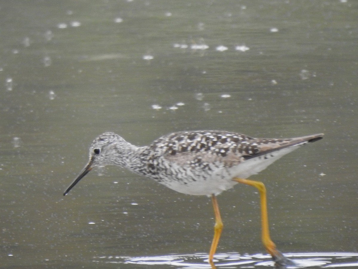 Greater Yellowlegs - ML464931321