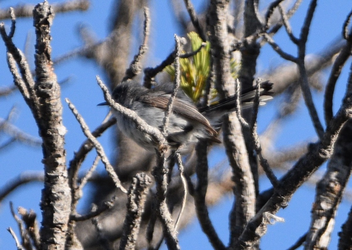 Blue-gray Gnatcatcher - ML464933911