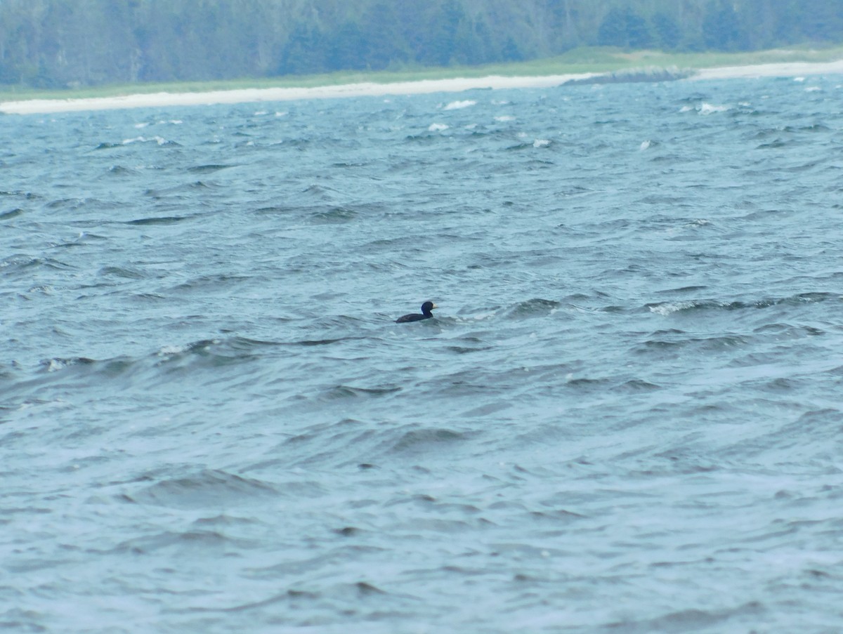 Black Scoter - ML464933921