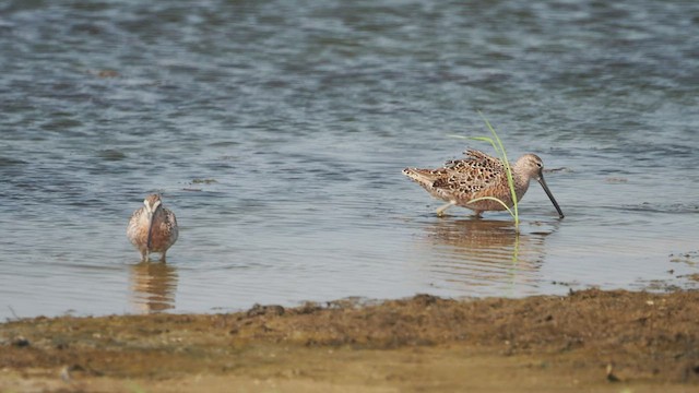 Short-billed Dowitcher - ML464933941