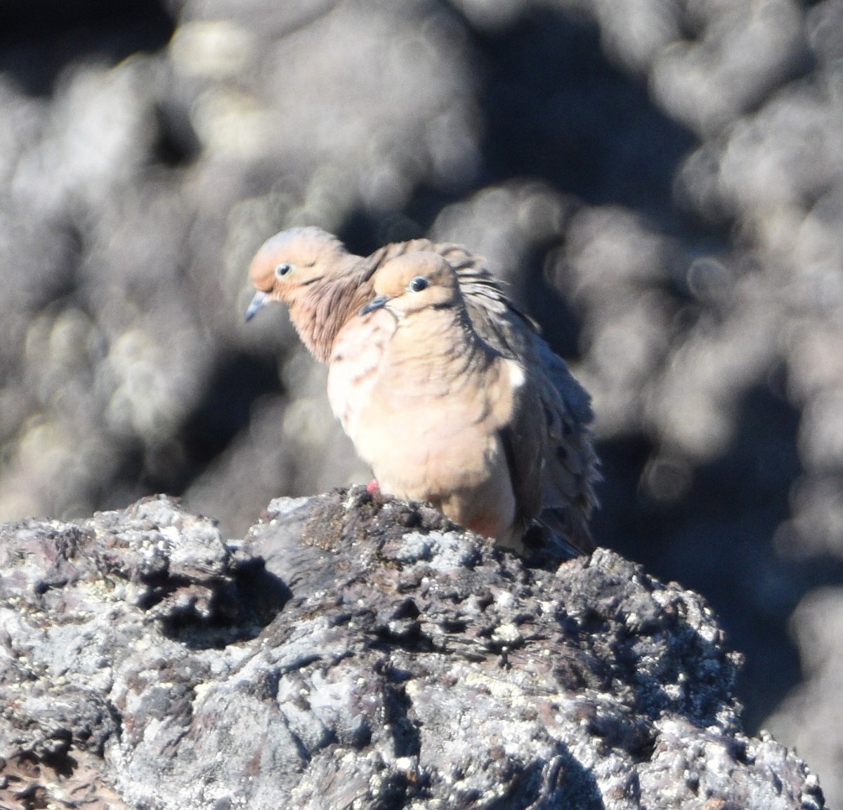 Mourning Dove - Peter Olsoy