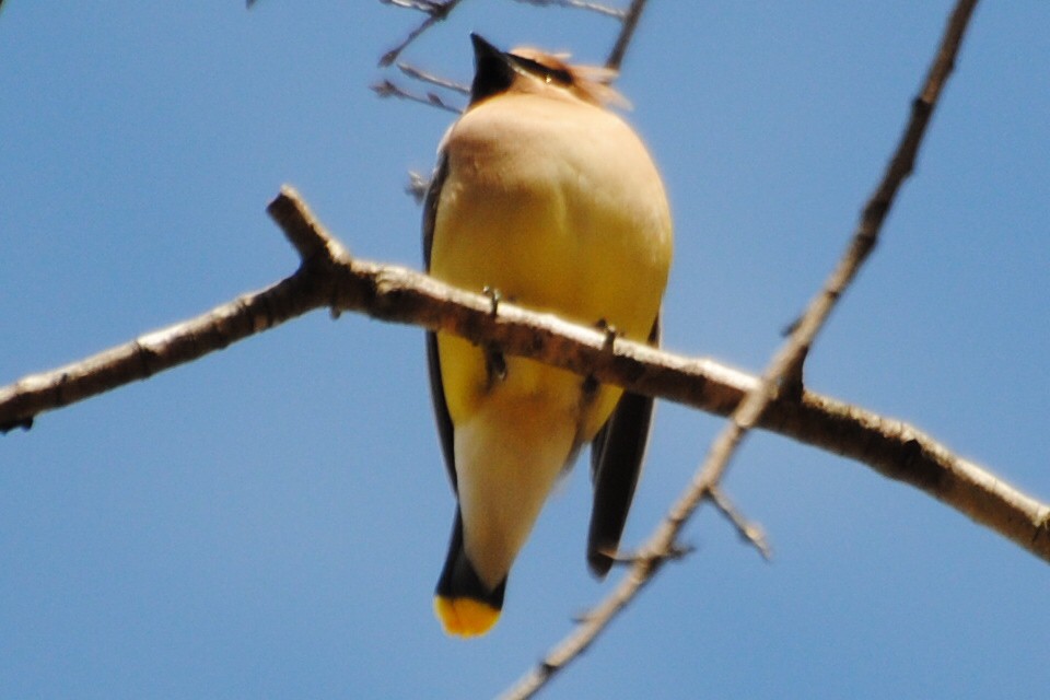 Cedar Waxwing - ML464936591
