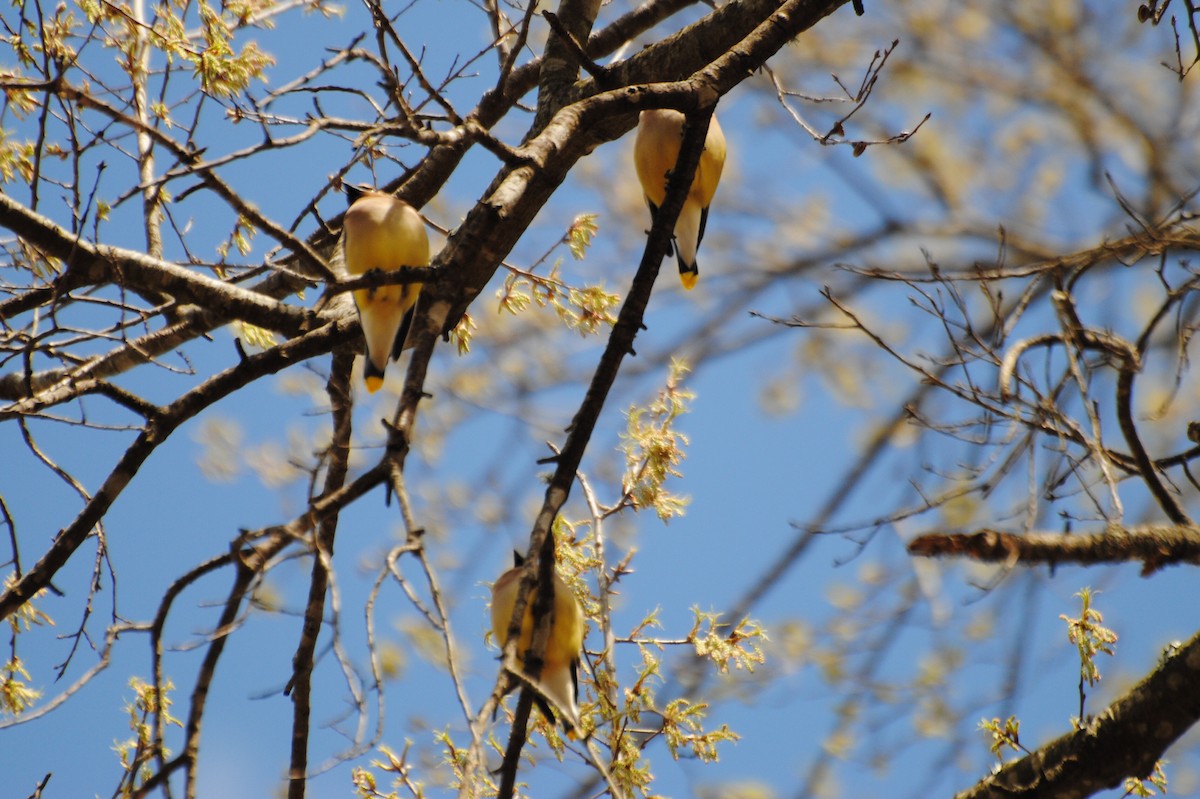 Cedar Waxwing - ML464936611