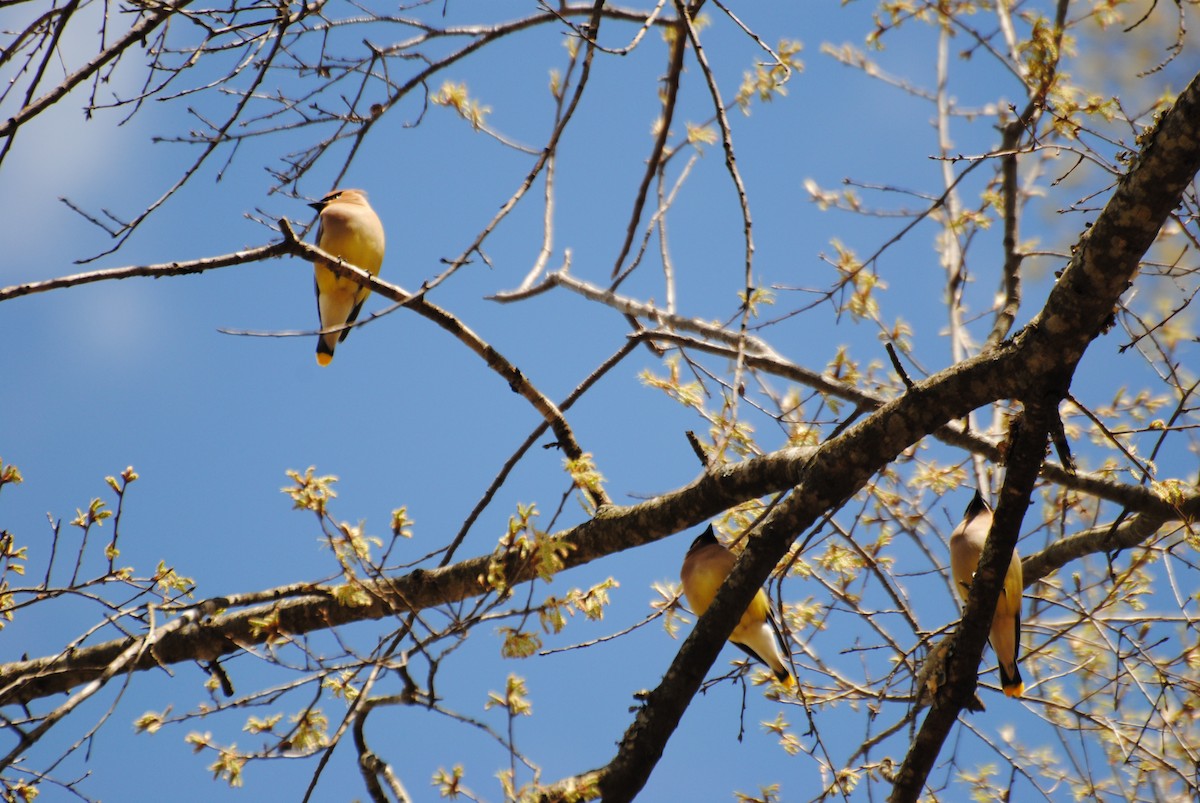 Cedar Waxwing - ML464936621