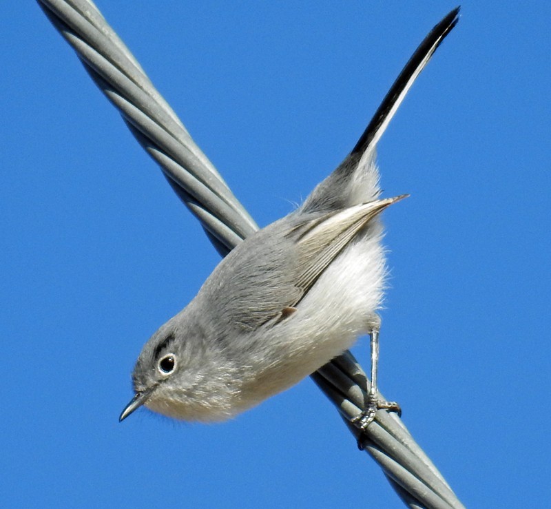 Black-tailed Gnatcatcher - ML46493671