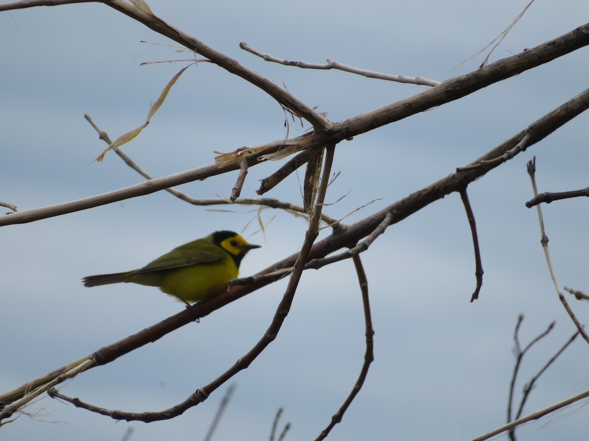 Hooded Warbler - ML464936791