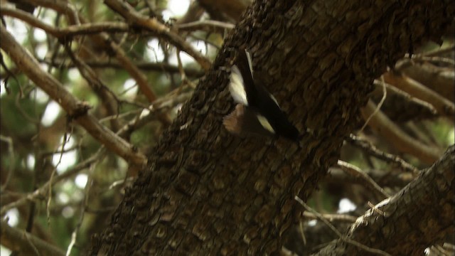 Rotbrust-Waldsänger - ML464937