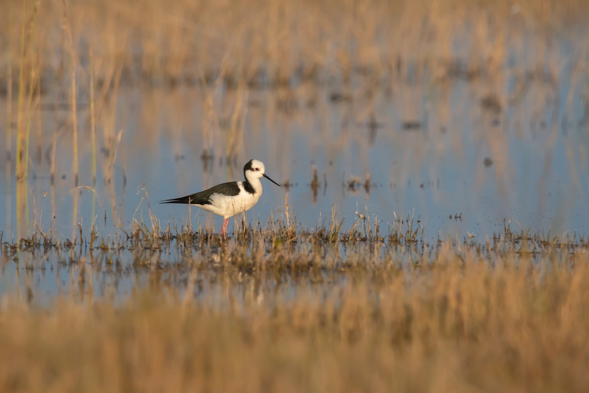 Black-necked Stilt - ML464938211