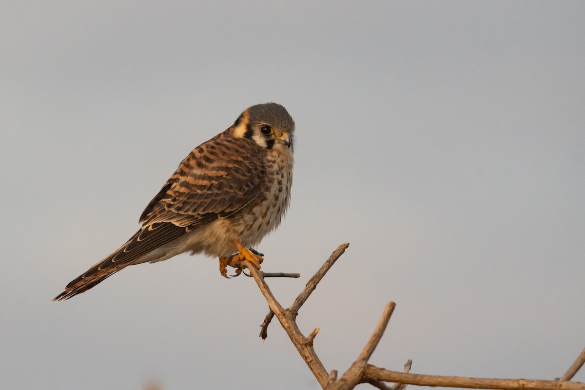 American Kestrel - Pablo Re