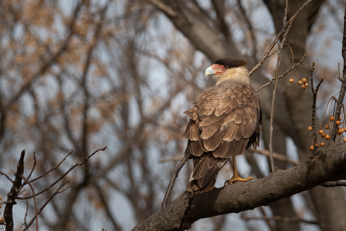 Caracara huppé - ML464938641