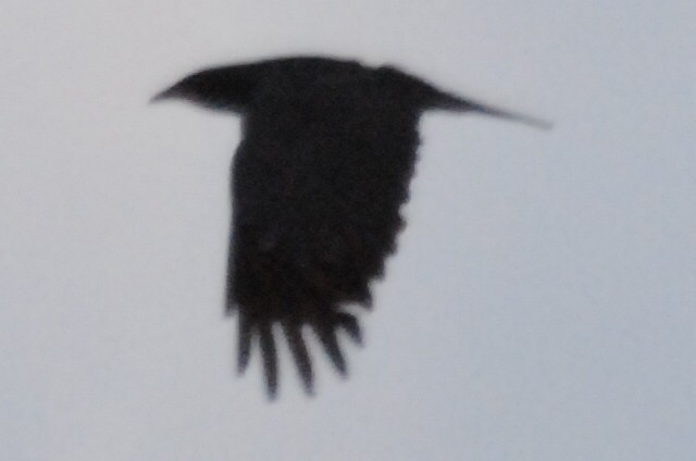 Fish Crow - ML464939201