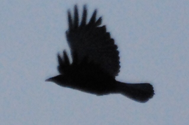 Fish Crow - ML464939251