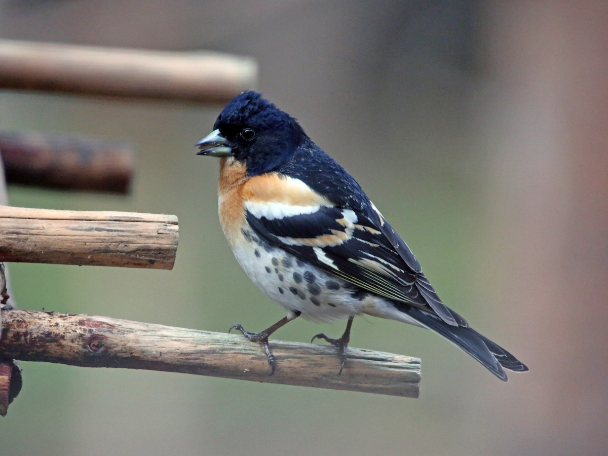 Breeding male