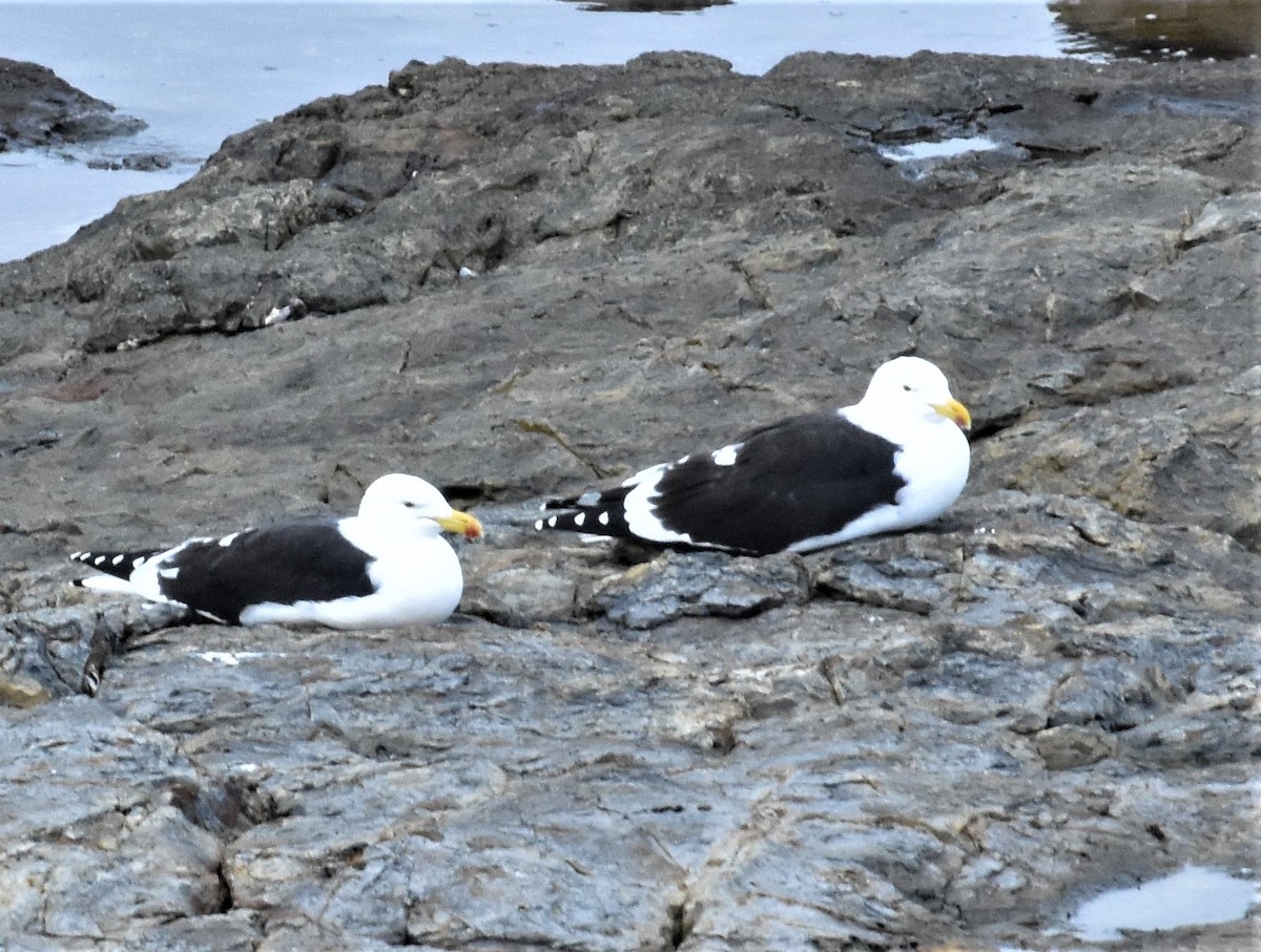 Goéland dominicain (vetula) - ML464941241