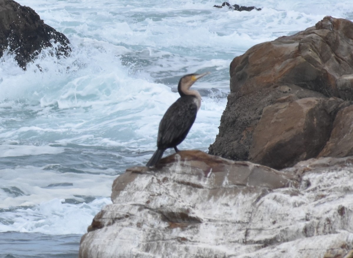 Great Cormorant (White-breasted) - Douglas Long