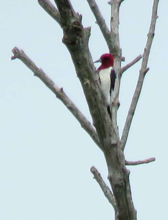 Pic à tête rouge - ML464941711