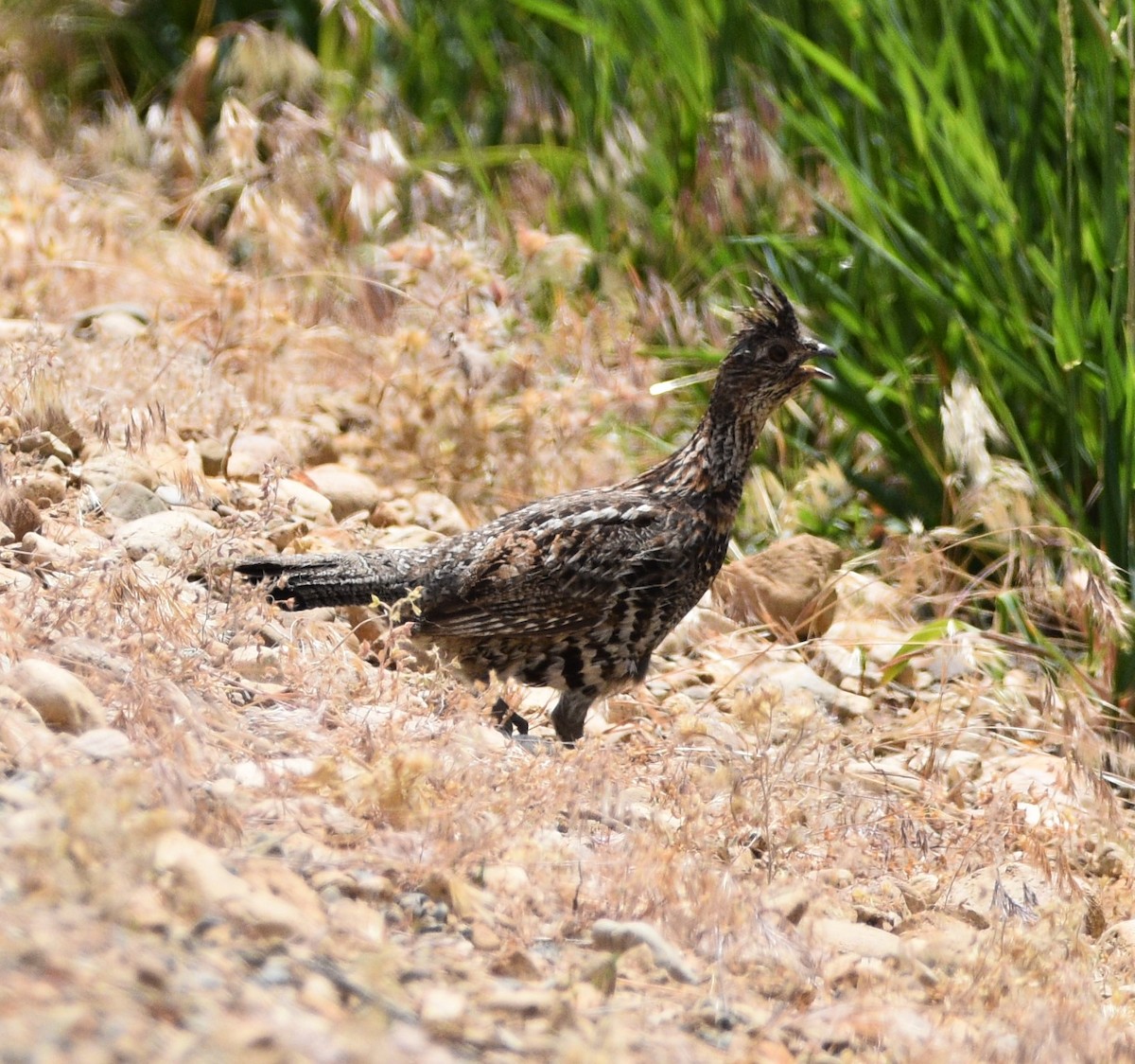 Ruffed Grouse - Peter Olsoy