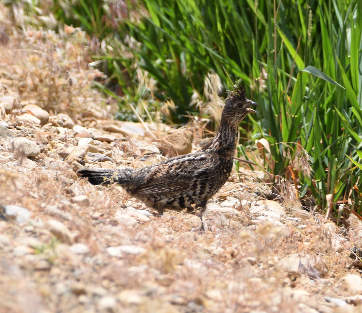 Ruffed Grouse - Peter Olsoy