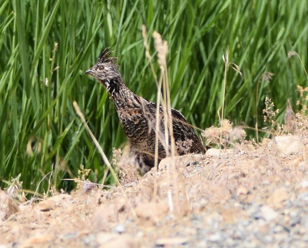 Ruffed Grouse - ML464942051