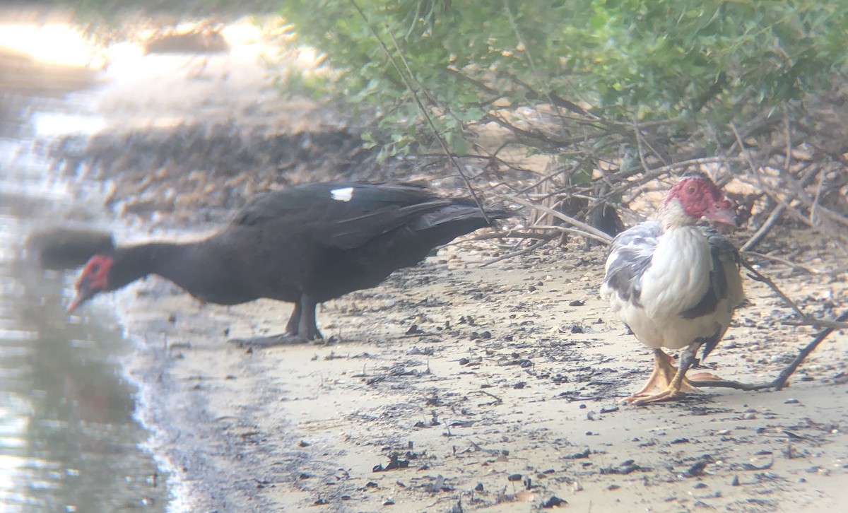 Muscovy Duck (Domestic type) - ML464943001