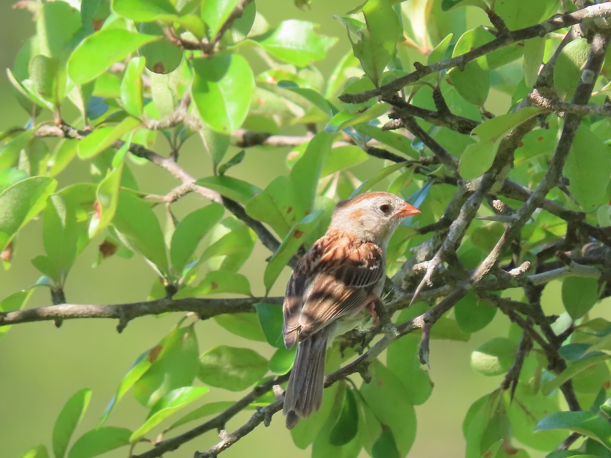 Field Sparrow - ML464943391