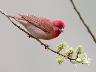 Adult male - Common Rosefinch