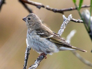 Female/immature male - Common Rosefinch