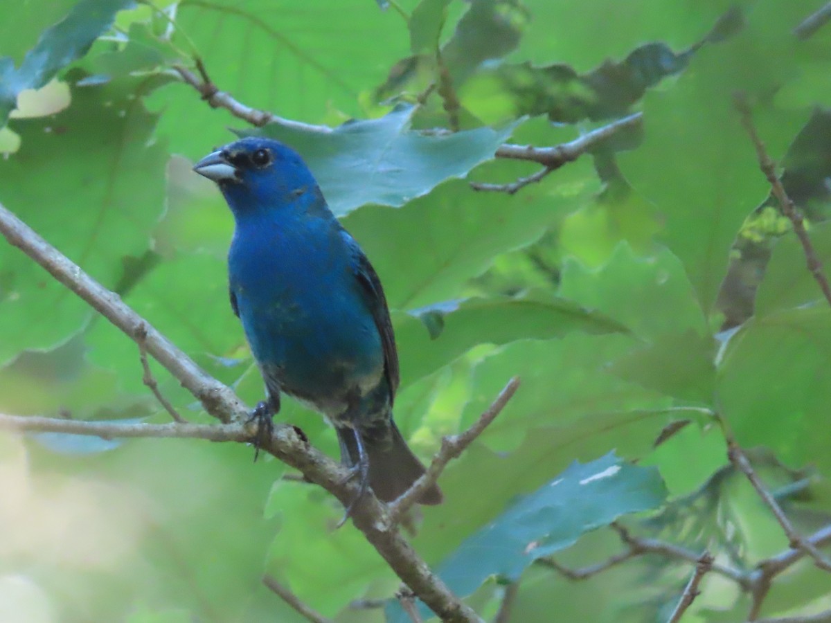 Indigo Bunting - Diane Bricmont