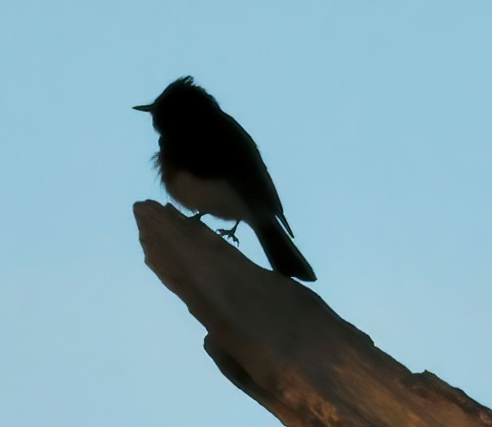 Black Phoebe - ML464943871