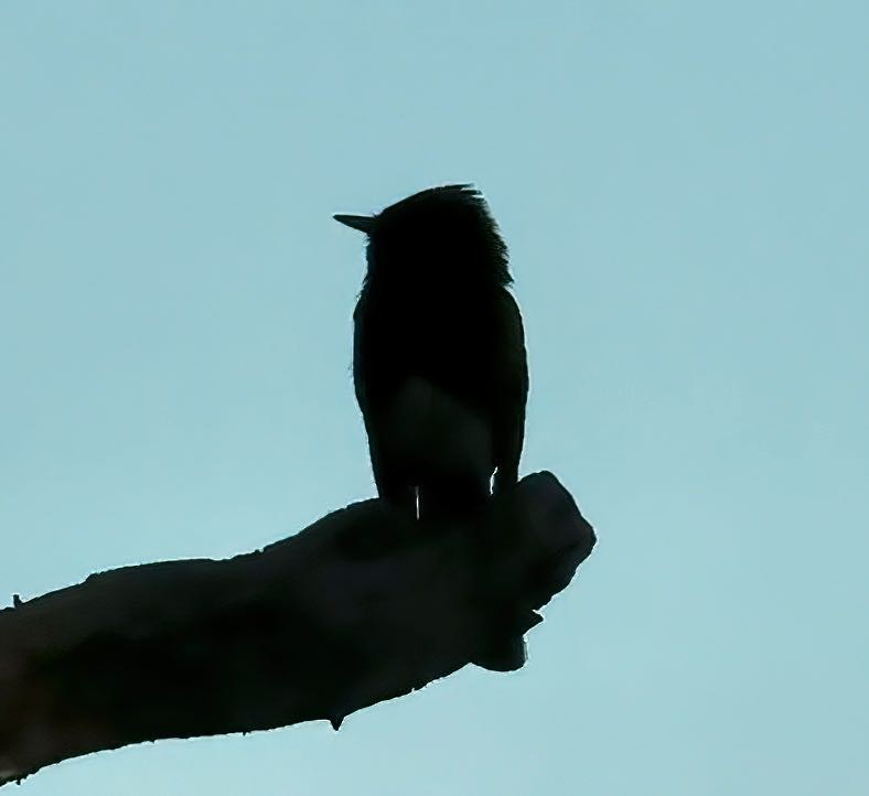 Black Phoebe - ML464943931