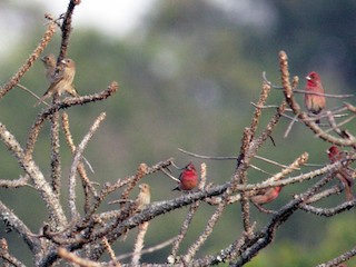  - Common Rosefinch