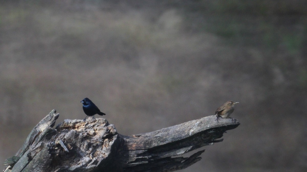 Blue-black Grassquit - ML464944491