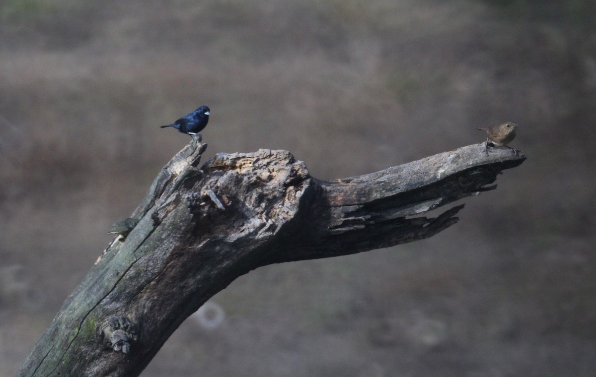 Blue-black Grassquit - ML464944531