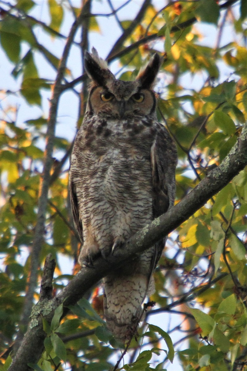 Great Horned Owl - ML464944661