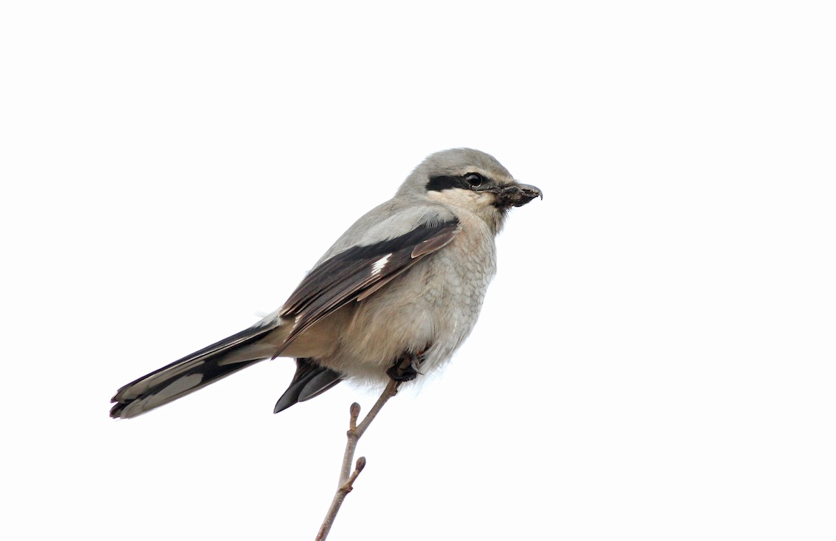 Northern Shrike - Jeremiah Trimble