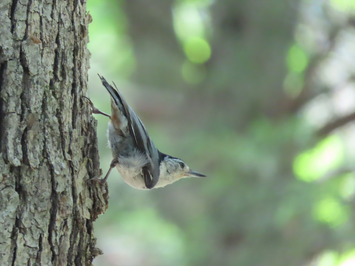 Weißbrustkleiber (carolinensis) - ML464945581