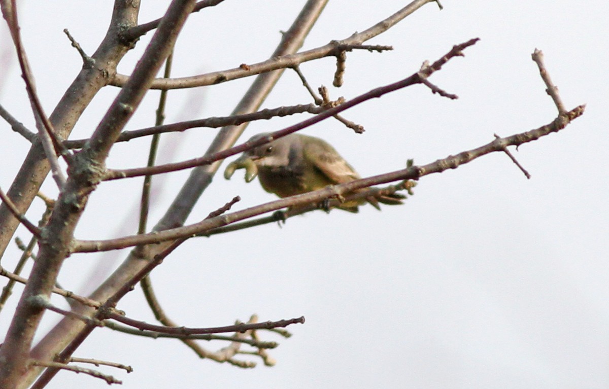 Cassin's Kingbird - ML46494571