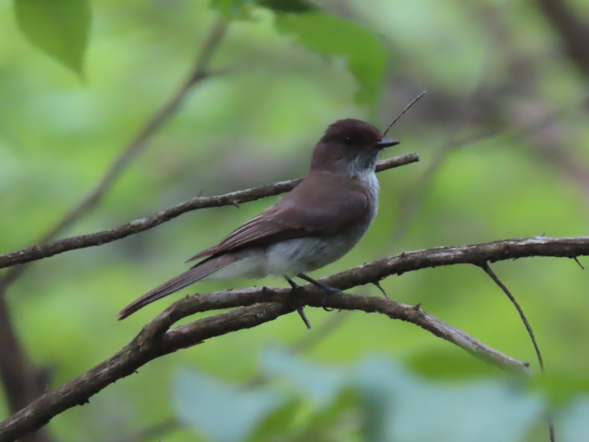 Eastern Phoebe - ML464945771