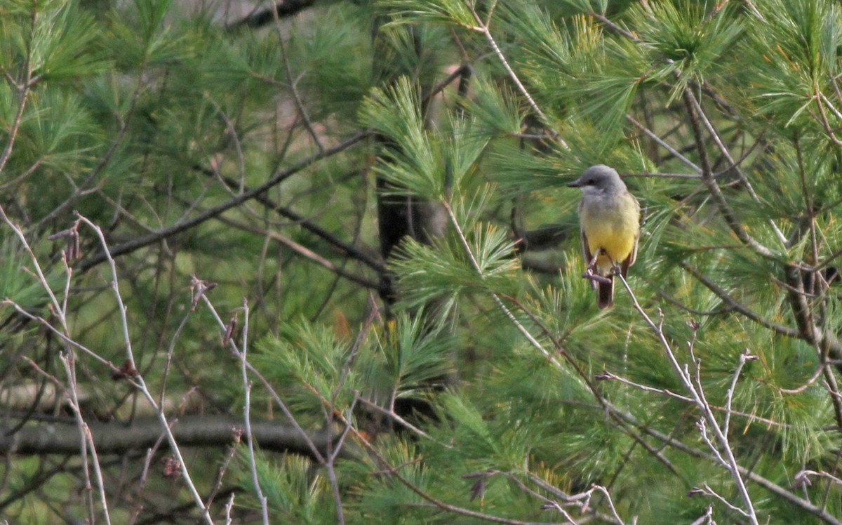 Cassin's Kingbird - ML46494621