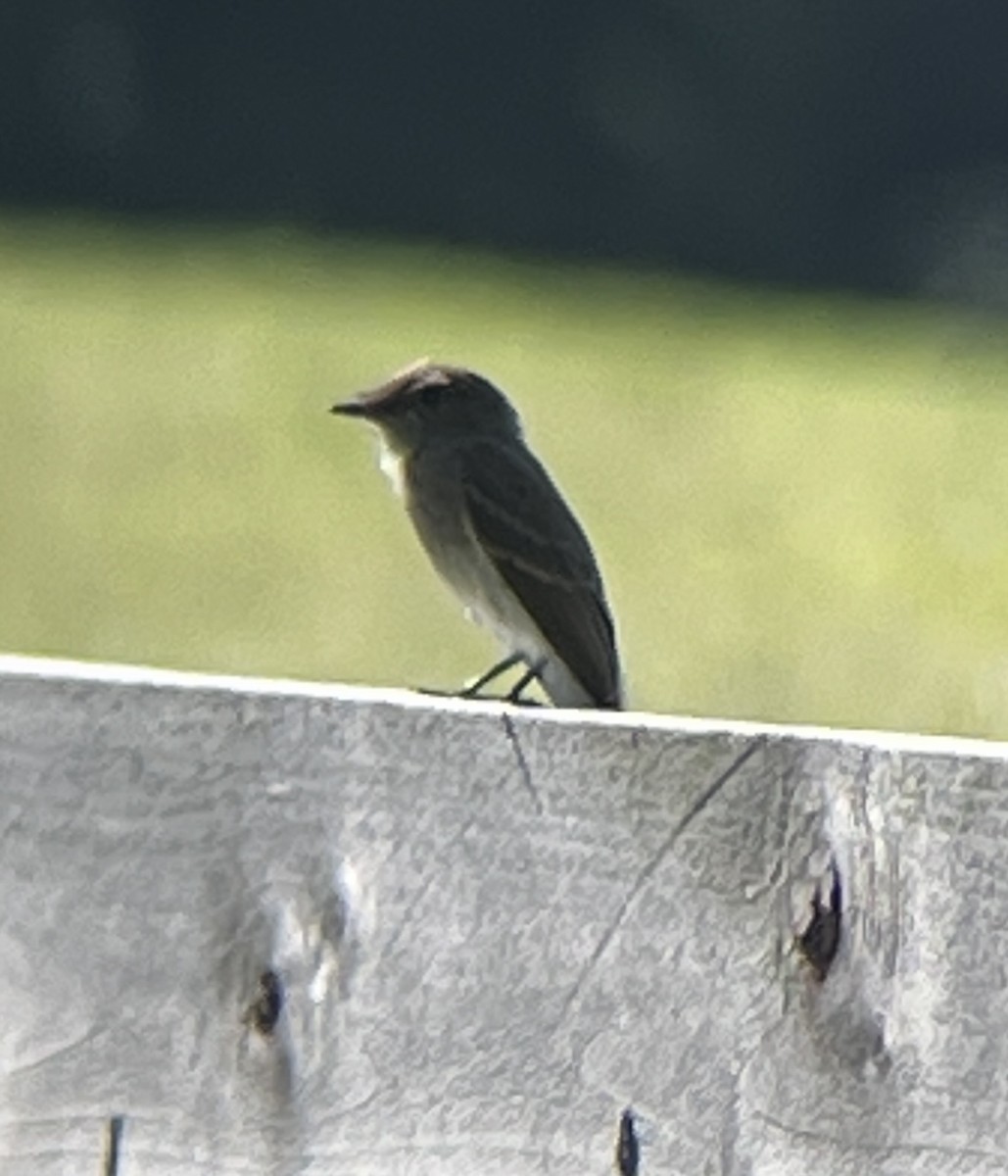 Eastern Phoebe - ML464946661