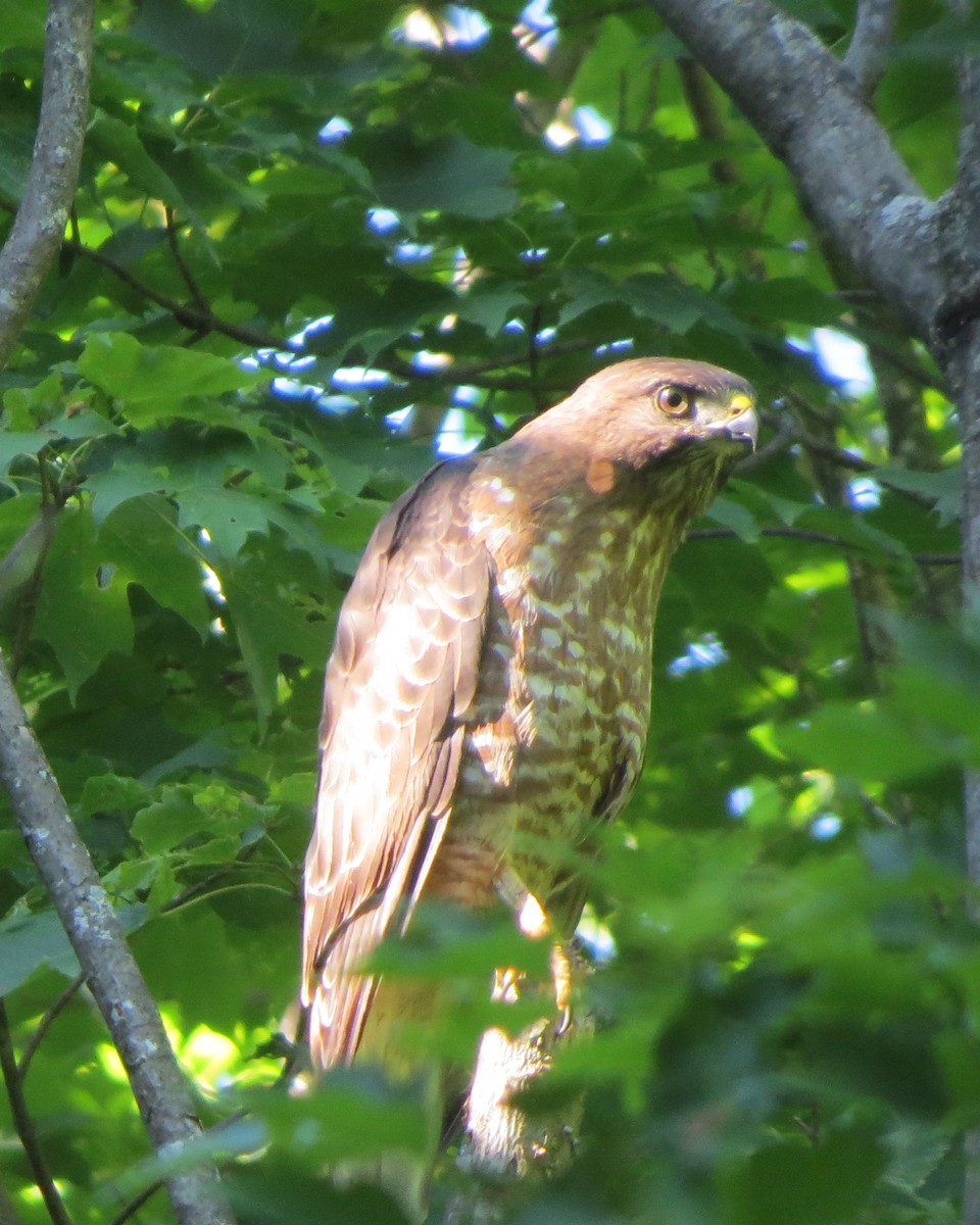 Broad-winged Hawk - Tristan Lowery