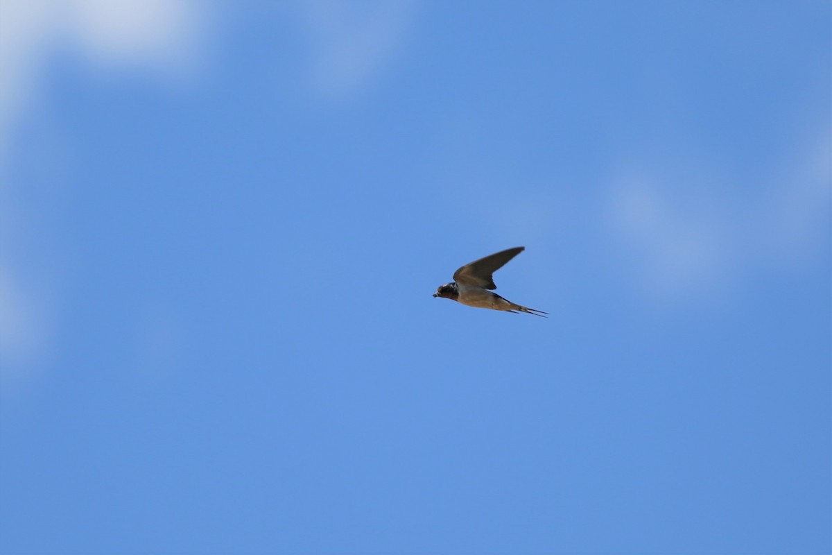 Barn Swallow - ML464947661