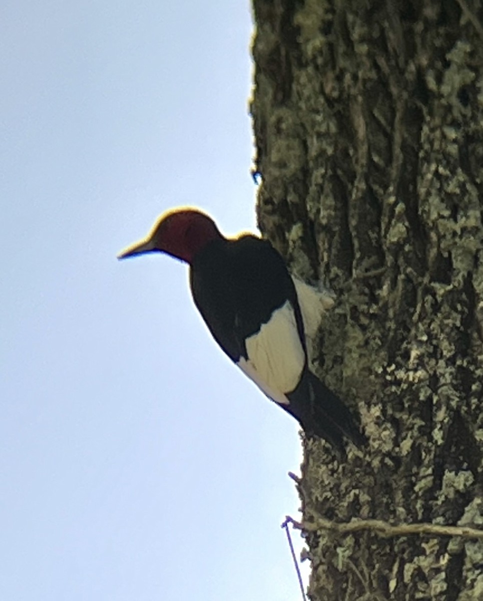 Red-headed Woodpecker - ML464947691