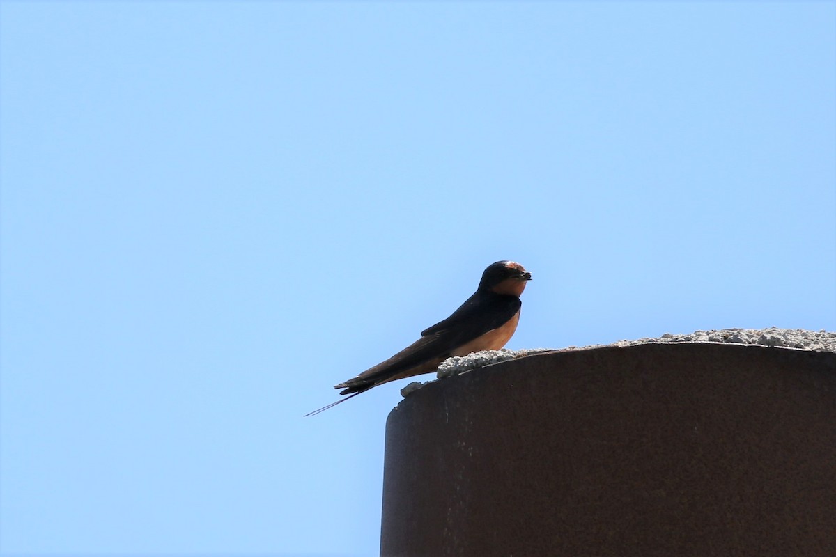 Barn Swallow - ML464947701