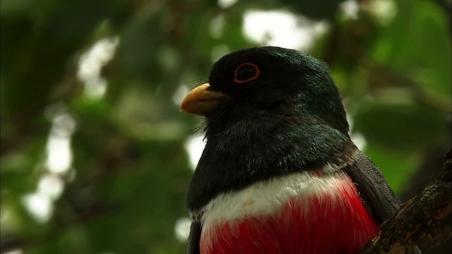 Trogon élégant (groupe ambiguus) - ML464948