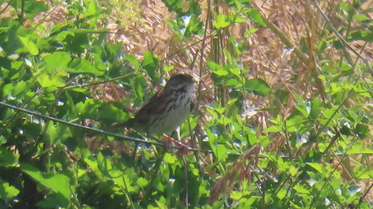 Song Sparrow - ML464948921