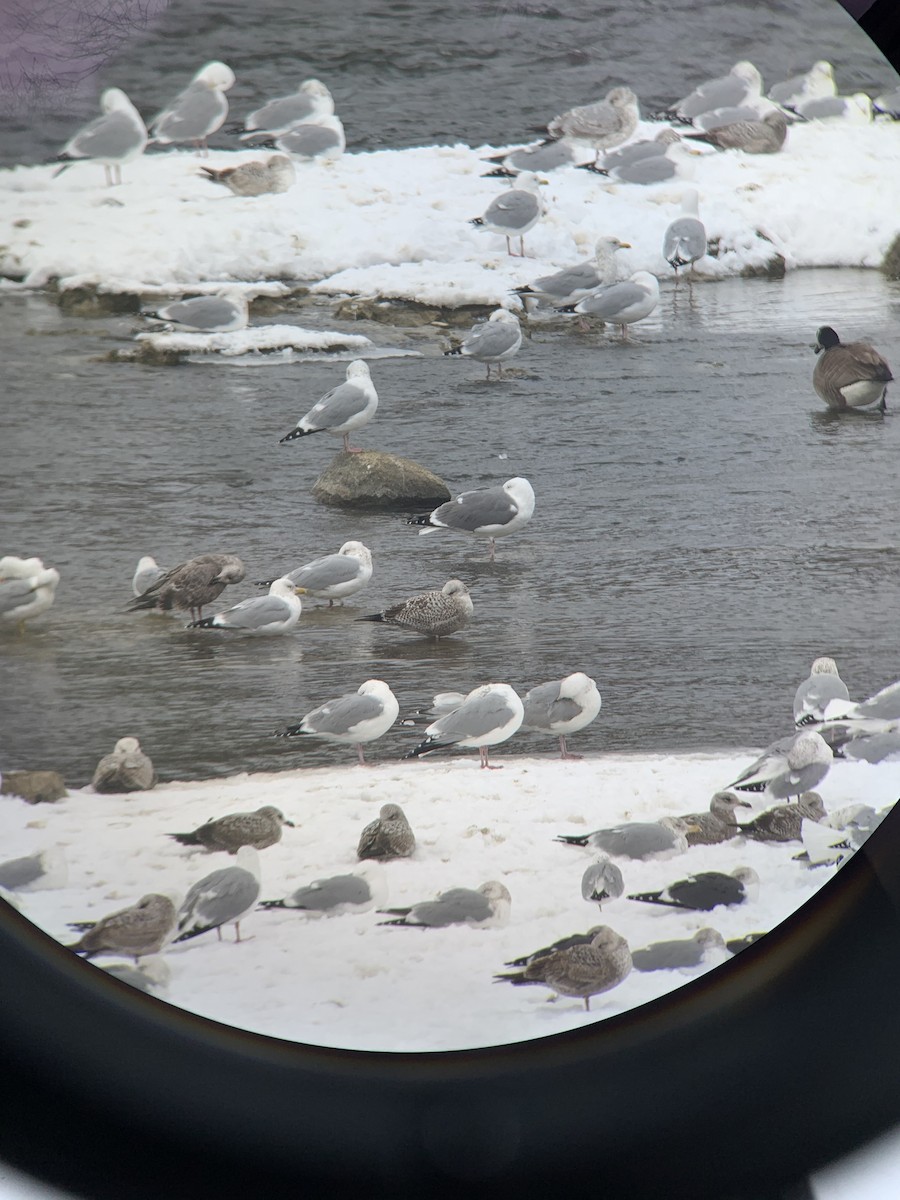 Herring x Great Black-backed Gull (hybrid) - ML464949231