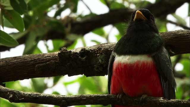 Elegant Trogon (Coppery-tailed) - ML464951